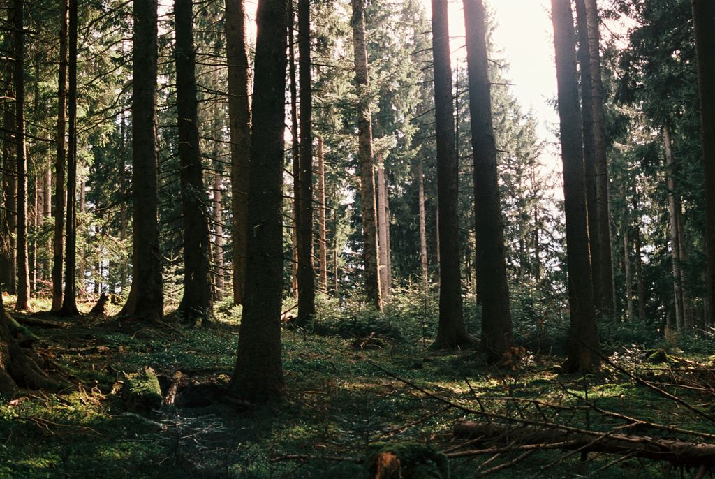 Tranquil forest in Munich, Bavaria showcasing tall trees and soft autumn light, ideal for nature enthusiasts.